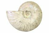 Silver Iridescent Ammonite (Cleoniceras) Fossil - Madagascar #327744-1
